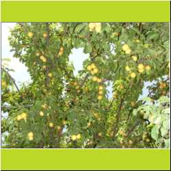 yellow-cherry-plums.JPG