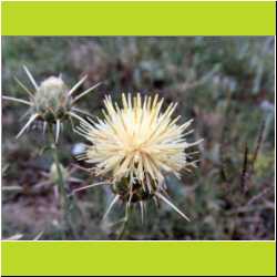 yellow-thorny-flower.JPG