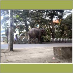 elephant-in-kandy.JPG