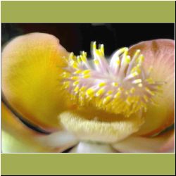 gorgeous-flower.JPG