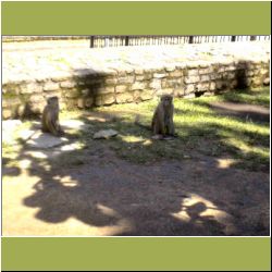 kandy-monkeys.JPG