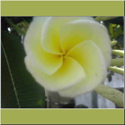 temple-flower.JPG