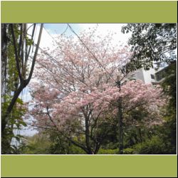 bangkok-sakura-not-quite.jpg
