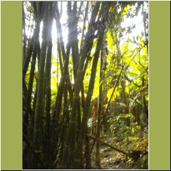 beautiful-bamboo.jpg
