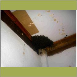 bees-in-the-house.jpg
