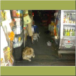 dogs-in-bangkok.jpg