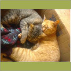 kitty-friends.jpg