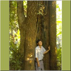 pastor-in-tree.jpg