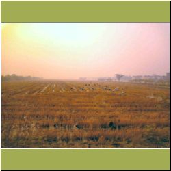 birds-in-rice-after-harvest.JPG