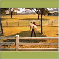chokchai-carry-sheep.JPG