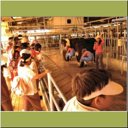 chokchai-milking-cows-all.jpg