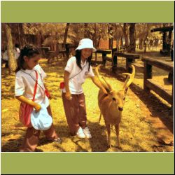 chokchai-t-f-petting-deer.jpg