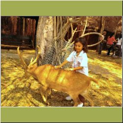 chokchai-t-pets-deer.JPG