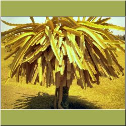 dragonfruit-tree.JPG