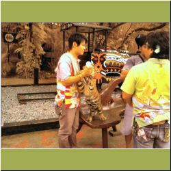 feeding-baby-tiger.jpg