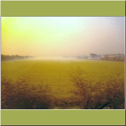 growing-rice-again.JPG