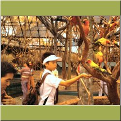 j-feeding-parrots-safari-world.jpg