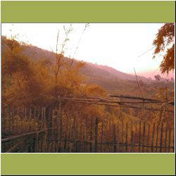 phrao-morning.jpg