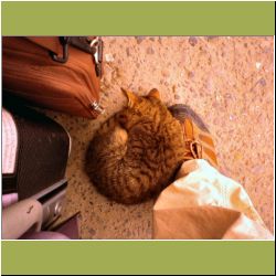 peaceful-critter.jpg