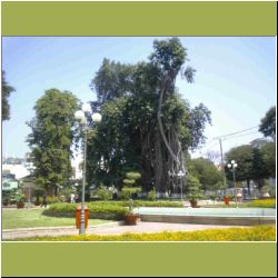 tree.jpg